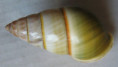 /products/amphidromus-arlingi-daklakensis-2-thach-2017/