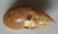 /products/amphidromus-filozonatus-von-martens-1867/