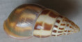/products/amphidromus-fuscolabris-mollendorff-18981/