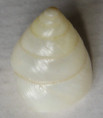 /products/schistoloma-messageri-dohrnn-1881/