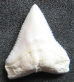 /products/zralok-belavy-carcharhinus-leucas-bull-shark1/