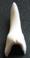 /products/enchodus-libycus-zub-tygri-ryby1/