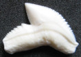/products/galeocerdo-cuvier-zralok-tygri/