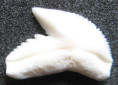 /products/zralok-tygri-galeocerdo-cuvier5/