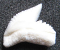 /products/zralok-tygri-1-galeocerdo-cuvier/