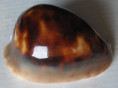 /products/cypraea-venusta-episema-sorretensis-iredale-1939/