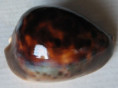 /products/cypraea-venusta-sorretensis-1-schilder-1963/