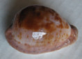 /products/cypraea-coronata-debruini-lorenz-20021/