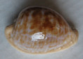 /products/cypraea-coronata-schilder-1930/