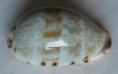 /products/cypraea-gracilis-1-gaskoin-18491/