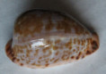 /products/cypraea-miliaris2/