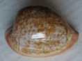 /products/cypraea-fuscorubra-elsorum-lorenz-liltved-2002-new-subsp/