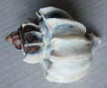 /products/trophon-geversianus-lamellosa-1-castellanos-1993/