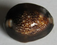 /products/cypraea-caputserpentis-linnaeus-17583/