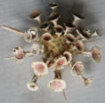 /products/goniocidaris-clypeata-doderlein-1885/