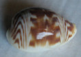 /products/cypraea-dillwyni-schilder-19221/