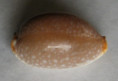 /products/cypraea-staphylaea-laevigata-1-dautzenberg-1932/