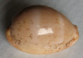 /products/cypraea-cinerea-gmelin-17911/