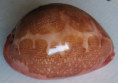 /products/cypraea-mappa-linnaeus-17584/