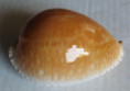 /products/cypraea-guttata-azumai-schilder-19602/