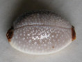 /products/cypraea-staphylaea-laevigata-dautzenberg-19321/