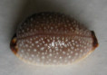 /products/cypraea-staphylaea-laevigata-dautzenberg-1932/