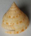 /products/pleurotomaria-hirasei-pilsbry-1903/
