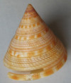 /products/mikadotrochus-gotoi-1-anseeuw-1990/