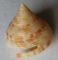 /products/bayerotrochus-caledonicus-bouchet-ph-b-metivier-1982/