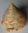 /products/bayerotrochus-caledonicus-bouchet-ph-b-metivier-19821/
