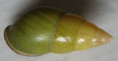 /products/amphidromus-noriokowasoei2-thach-f-huber-2017/
