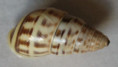 /products/amphidromus-xiengensis-morelet-18911/