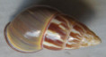 /products/amphidromus-quadrasi-palawanensis-bartsch-1917/