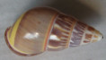 /products/amphidromus-poecilochrous-2-fulton-1896/