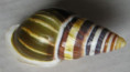 /products/amphidromus-reflexilabris-rensch-19311/