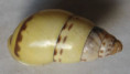 /products/amphidromus-sumatranus-nianensis-von-martens-1864/