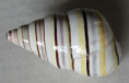 /products/liguus-virgineus-linnaeus-17581/