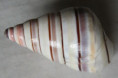 /products/liguus-virgineus-linnaeus-1758/