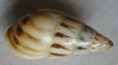 /products/amphidromus-huberi-thach-2014/