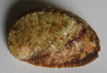 /products/haliotis-rugosa-multiperforata-1-reeve-1846/