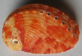 /products/haliotis-rugosa-multiperforata-reeve-1846/