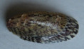 /products/septaria-lineata-lamarck-1816/