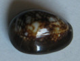 /products/cypraea-caputserpentis-linnaeus-1758-4r/