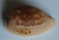 /products/cypraea-capensis-gray-18282/