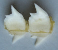 /products/zralok-sedy-hexanius-griseus-bonnaterre-17882/