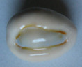 /products/cypraea-obvelata-nubilis-sullioti-1924/