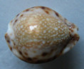 /products/cypraea-lamarckii-redimita-phuketensis-melwill-18882/