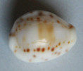 /products/cypraea-rashleighana-melvill-1888/