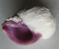 /products/coralliophila-violacea-kiener-18361/