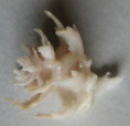 /products/latiaxis-spinosus-hirase-1908/